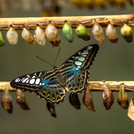 lycopharm - transformacja