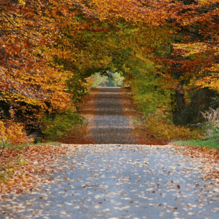 wplyw jesieni - antyoksydanty suplementacja